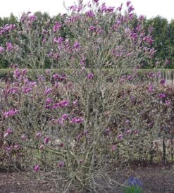 Purpur-Magnolie `Susan´ Magnolia Liliiflora `Susan´ -Pflanzen Verkauf Susan Bl tezeit