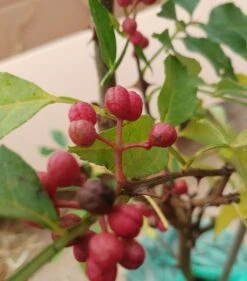 Szechuan Pfeffer Zanthoxylum Simulans 7 Szechuan Pfeffer Zanthoxylum Simulans -Pflanzen Verkauf Szechuan Pfeffer