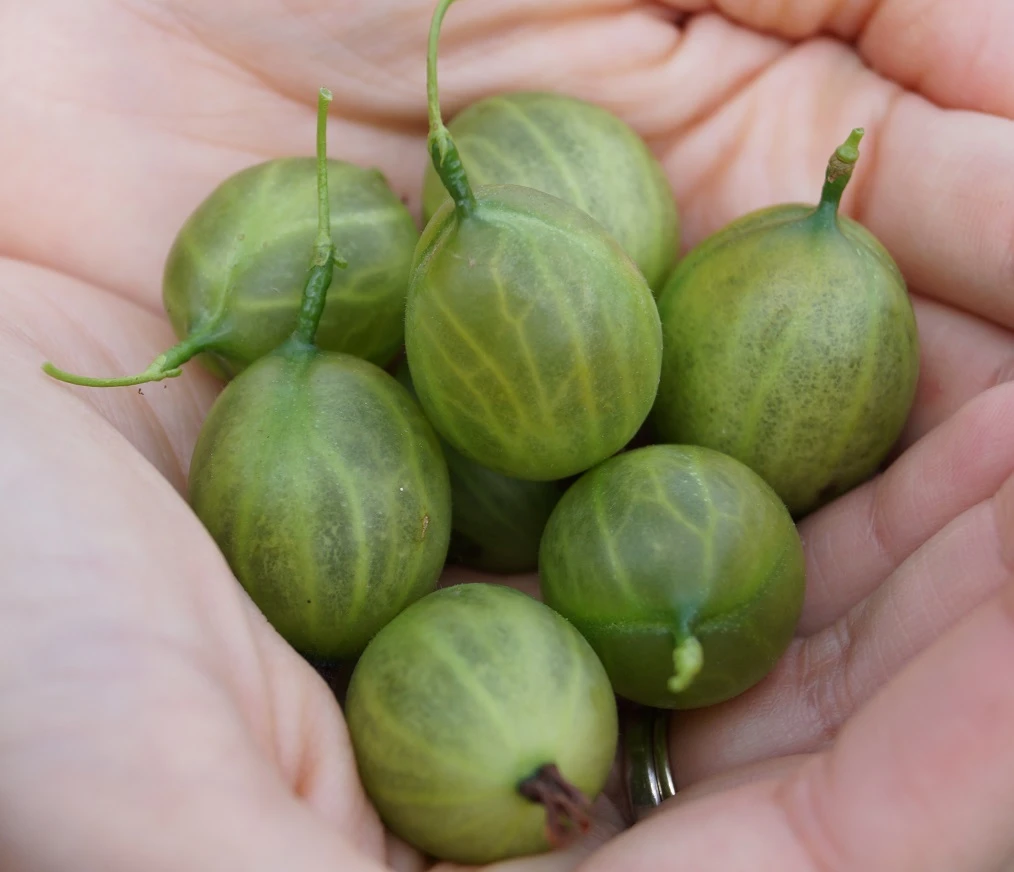 Tatjana, Grün, Fast Stachellos Ribes Uva-crispa `Tatjana´ 3 Tatjana, Grün, Fast Stachellos Ribes Uva-crispa `Tatjana´