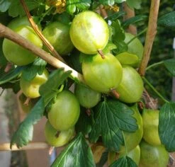 Tatjana, Grün, Fast Stachellos Ribes Uva-crispa `Tatjana´ 7 Tatjana, Grün, Fast Stachellos Ribes Uva-crispa `Tatjana´ -Pflanzen Verkauf Tatjana Stachelbeere