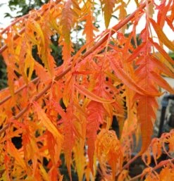 Essigbaum `Tiger Eyes´ Rhus Typhina `Tiger Eyes´ 10 Essigbaum `Tiger Eyes´ Rhus Typhina `Tiger Eyes´ -Pflanzen Verkauf Tiger Eyes Rhus