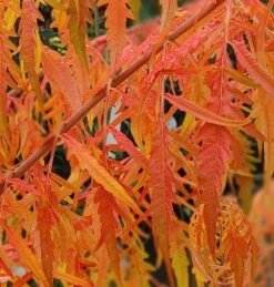 Essigbaum `Tiger Eyes´ Rhus Typhina `Tiger Eyes´ 9 Essigbaum `Tiger Eyes´ Rhus Typhina `Tiger Eyes´ -Pflanzen Verkauf Tiger Eyes Rhus1