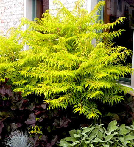 Essigbaum `Tiger Eyes´ Rhus Typhina `Tiger Eyes´ 4 Essigbaum `Tiger Eyes´ Rhus Typhina `Tiger Eyes´ – Bild 2