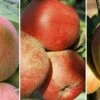 Drei-Sorten Apfelbaum (Alkmene, Melrose, Cox Orange, James Grieve) Malus Domestica -Pflanzen Verkauf Trio Apfel Melrose Alkmene und Cox