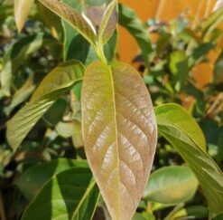 Schwarzer Tupelobaum Nyssa Sylvatica -Pflanzen Verkauf Tupelobaum Blatt