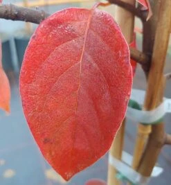 Schwarzer Tupelobaum Nyssa Sylvatica -Pflanzen Verkauf Tupelobaum herbstf rbung 1