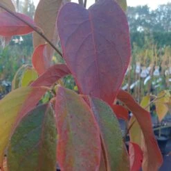 Schwarzer Tupelobaum Nyssa Sylvatica -Pflanzen Verkauf Tupelobaum herbstf rbung