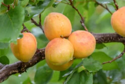 Ungarische Beste Prunus Armeniaca `Ungarische Beste´ -Pflanzen Verkauf Ungarische beste 2