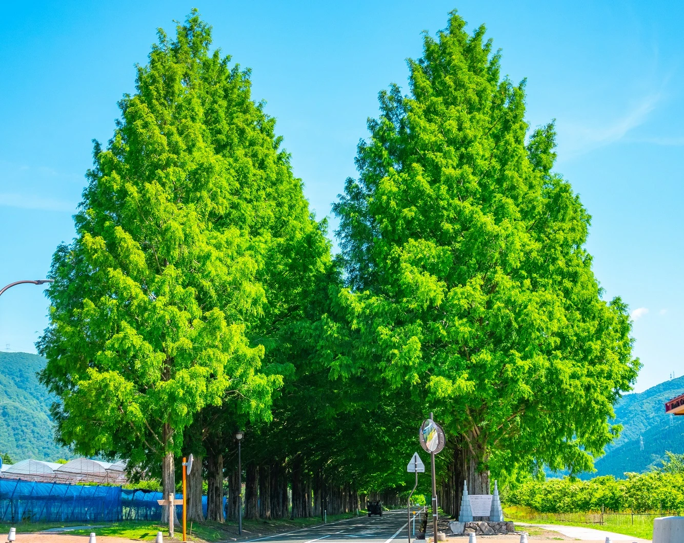 Urwelt-Mammutbaum Metasequoia Glyptostroboides 3 Urwelt-Mammutbaum Metasequoia Glyptostroboides