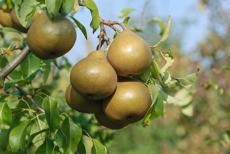 Uta Pyrus Communis `Uta´ 4 Uta Pyrus Communis `Uta´ – Bild 2