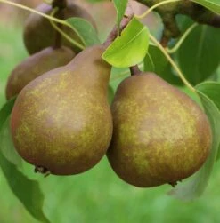 Uta Pyrus Communis `Uta´ 8 Uta Pyrus Communis `Uta´ -Pflanzen Verkauf Uta