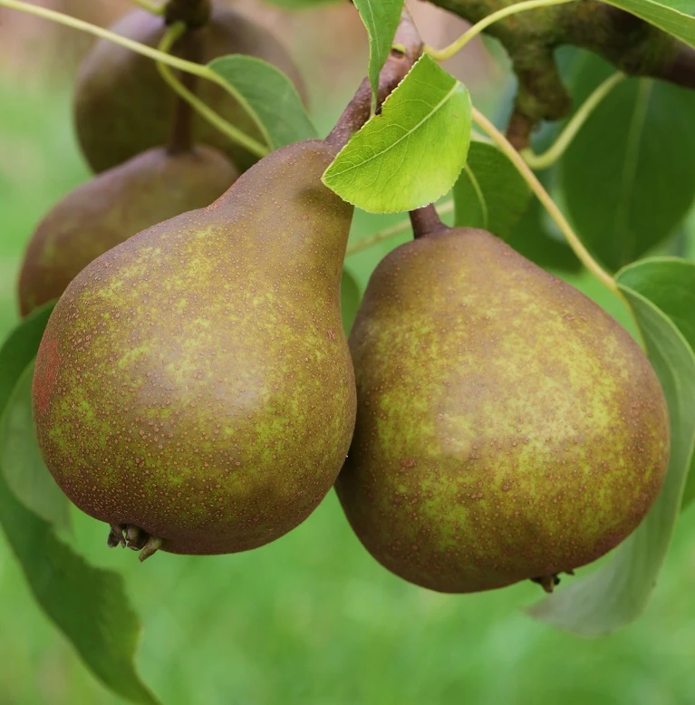 Uta Pyrus Communis `Uta´ 5 Uta Pyrus Communis `Uta´ – Bild 3