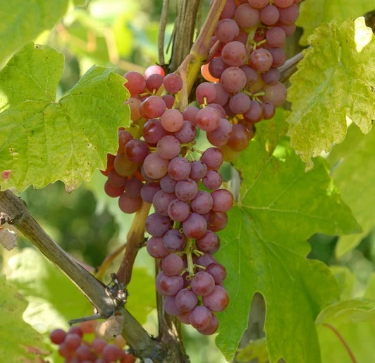 Vanessa (kernlos), Pilzfeste Weinrebe Vitis `Vanessa´ 3 Vanessa (kernlos), Pilzfeste Weinrebe Vitis `Vanessa´