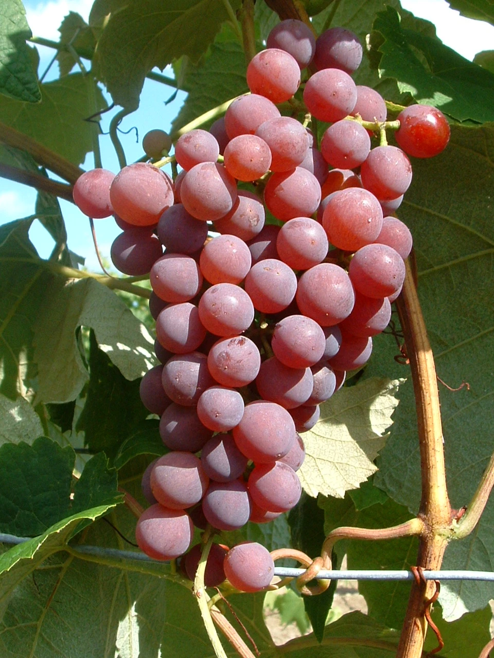 Vanessa (kernlos), Pilzfeste Weinrebe Vitis `Vanessa´ 4 Vanessa (kernlos), Pilzfeste Weinrebe Vitis `Vanessa´ – Bild 2