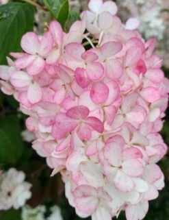 Rispenhortensie `Vanille-Fraise´ Hydrangea Paniculata `Vanille Fraise´ 12 Rispenhortensie `Vanille-Fraise´ Hydrangea Paniculata `Vanille Fraise´ -Pflanzen Verkauf Vanille Fraise 2017