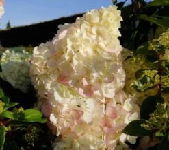 Rispenhortensie `Vanille-Fraise´ Hydrangea Paniculata `Vanille Fraise´ 11 Rispenhortensie `Vanille-Fraise´ Hydrangea Paniculata `Vanille Fraise´ -Pflanzen Verkauf Vanille Fraise Hortensie