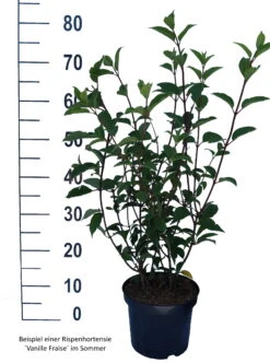 Rispenhortensie `Vanille-Fraise´ Hydrangea Paniculata `Vanille Fraise´ 16 Rispenhortensie `Vanille-Fraise´ Hydrangea Paniculata `Vanille Fraise´ -Pflanzen Verkauf Vanille Fraise weiss