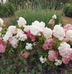 Rispenhortensie `Vanille-Fraise´ Hydrangea Paniculata `Vanille Fraise´ 17 Rispenhortensie `Vanille-Fraise´ Hydrangea Paniculata `Vanille Fraise´ -Pflanzen Verkauf Vanille Fraise22