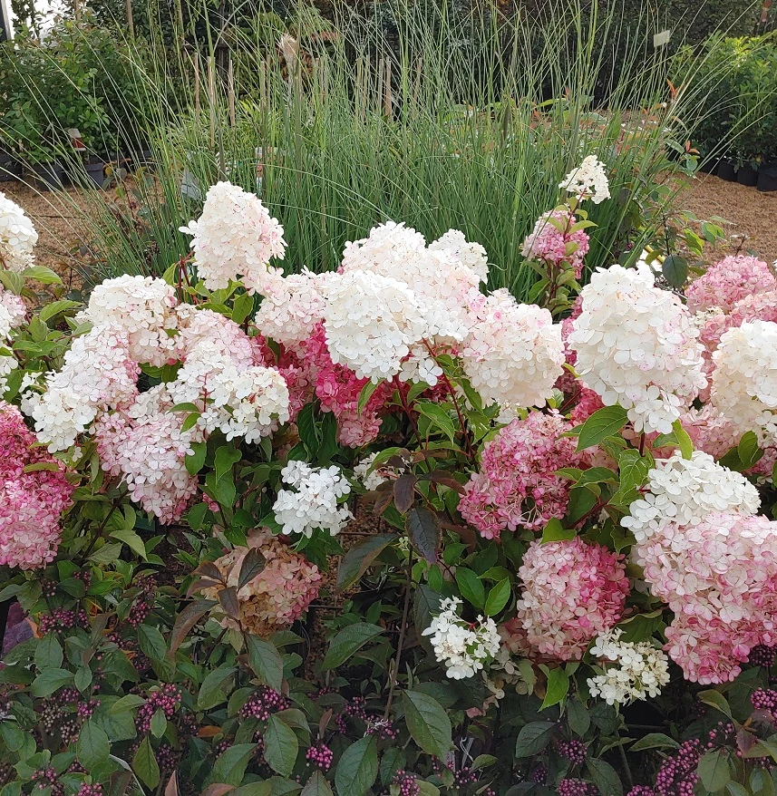 Rispenhortensie `Vanille-Fraise´ Hydrangea Paniculata `Vanille Fraise´ 10 Rispenhortensie `Vanille-Fraise´ Hydrangea Paniculata `Vanille Fraise´ – Bild 8