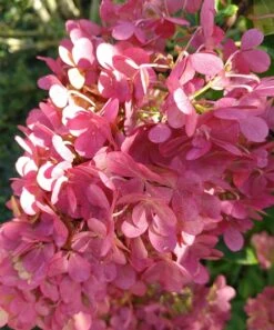 Rispenhortensie `Vanille-Fraise´ Hydrangea Paniculata `Vanille Fraise´ 15 Rispenhortensie `Vanille-Fraise´ Hydrangea Paniculata `Vanille Fraise´ -Pflanzen Verkauf Vanille fraise August
