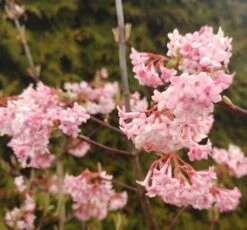 Duftender Winterschneeball `Dawn´ Viburnum Bodnantense `Dawn´ -Pflanzen Verkauf Viburnum Dawn2