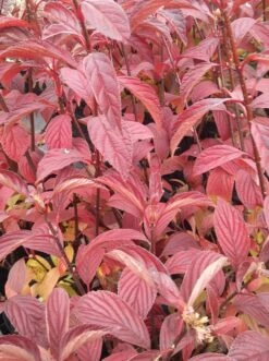 Duftender Winterschneeball `Dawn´ Viburnum Bodnantense `Dawn´ -Pflanzen Verkauf Viburnum bodnantense dawn herbstf rbung