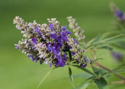 Zwerg-Mönchspfeffer `Blue Puffball´ ® Vitex Agnus-castus -Pflanzen Verkauf Vitex BluePuffball 7