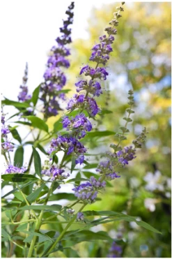 Mönchspfeffer Vitex Agnus Castus -Pflanzen Verkauf Vitex M nchspfeffer