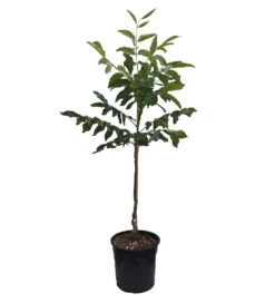 Walnuss - Wunder Von Monrepos Juglans Regia `Wunder Von Monrepos´