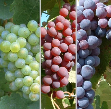 Weinreben Set - Rosé, Hell, Dunkel Vitis 2 Weinreben Set - Rosé, Hell, Dunkel Vitis