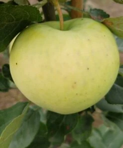 Weißer Klarapfel Malus Domestica -Pflanzen Verkauf Weisser Klarapfel 1
