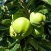 Weißer Klarapfel Malus Domestica -Pflanzen Verkauf Weisser Klarapfel7v9jZZWzDc846