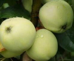 Weißer Klarapfel Malus Domestica -Pflanzen Verkauf Weisser klarapfel