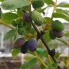 Sibirische Blaubeere / Honigbeere `Wojtek´ Lonicera Kamtschatica `Wojtek´ 1 Sibirische Blaubeere / Honigbeere `Wojtek´ Lonicera Kamtschatica `Wojtek´ -Pflanzen Verkauf Wojtek sibirische blaubeere