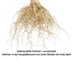 Nashi Nijiseiki Pyrus Pyrifolia `Nijiseiki´ 13 Nashi Nijiseiki Pyrus Pyrifolia `Nijiseiki´ -Pflanzen Verkauf Wurzelnackt Bild f r ShopzqUYMuzPmFnSK