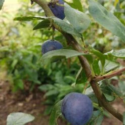 Zibarte Voraussichtlich Ab Juni/Juli Wieder Verfügbar -Pflanzen Verkauf Zibarte 2