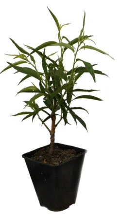 Zierpfirsich `Taoflora ® White´ (mit Essbaren Früchten) Prunus Persica `Taoflora ® White´ -Pflanzen Verkauf Zierpfirisch Taoflora white