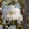 Zierpfirsich `Taoflora ® White´ (mit Essbaren Früchten) Prunus Persica `Taoflora ® White´ 1 Zierpfirsich `Taoflora ® White´ (mit Essbaren Früchten) Prunus Persica `Taoflora ® White´ -Pflanzen Verkauf Zierpfirsich weiss