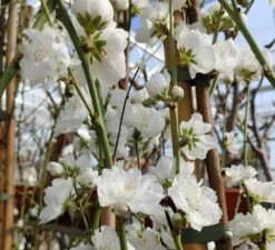 Zierpfirsich `Taoflora ® White´ (mit Essbaren Früchten) Prunus Persica `Taoflora ® White´ -Pflanzen Verkauf Zierpfirsich weiss1