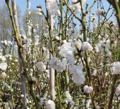 Zierpfirsich `Taoflora ® White´ (mit Essbaren Früchten) Prunus Persica `Taoflora ® White´ -Pflanzen Verkauf Zierpfirsich weiss4