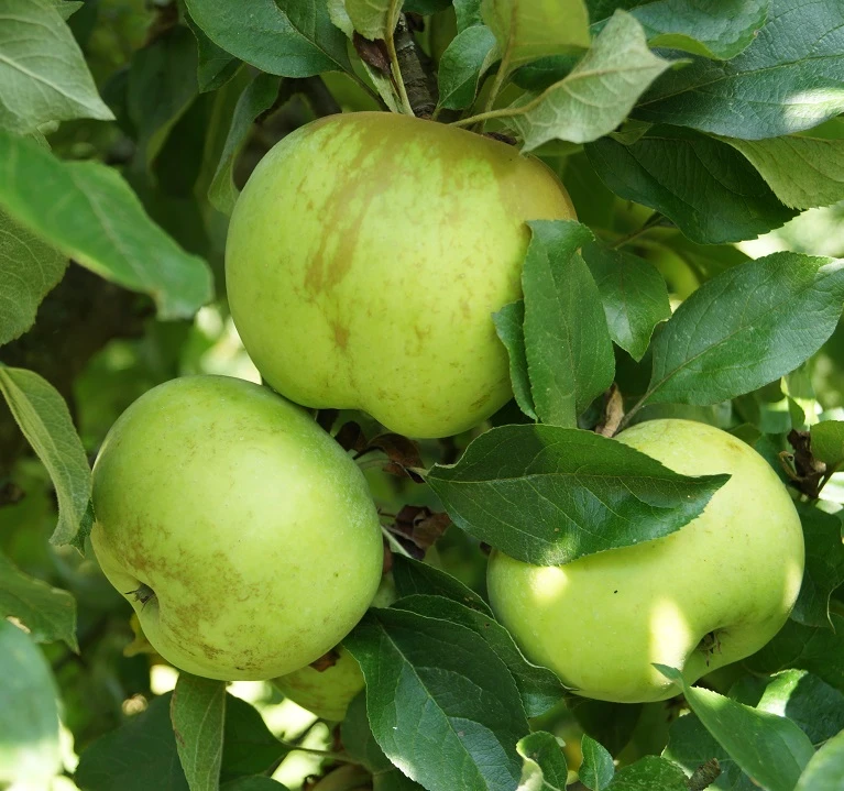 Gelber Edelapfel Malus Domestica 4 Gelber Edelapfel Malus Domestica – Bild 2