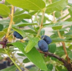 Sibirische Blaubeere / Honigbeere `Zojka Lonicera Kamtschatica `Zojka´ -Pflanzen Verkauf Zojka sibirische Blaubeere