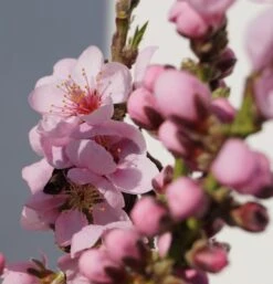 Zwergnektarine `Rubis® Necta ZeeⓈ´ Prunus Nucipersica 9 Zwergnektarine `Rubis® Necta ZeeⓈ´ Prunus Nucipersica -Pflanzen Verkauf Zwerg nektarine bl te