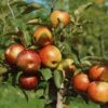 Zwergapfel Delgrina (R) Malus Domestica `Delgrina´ -Pflanzen Verkauf Zwergapfel