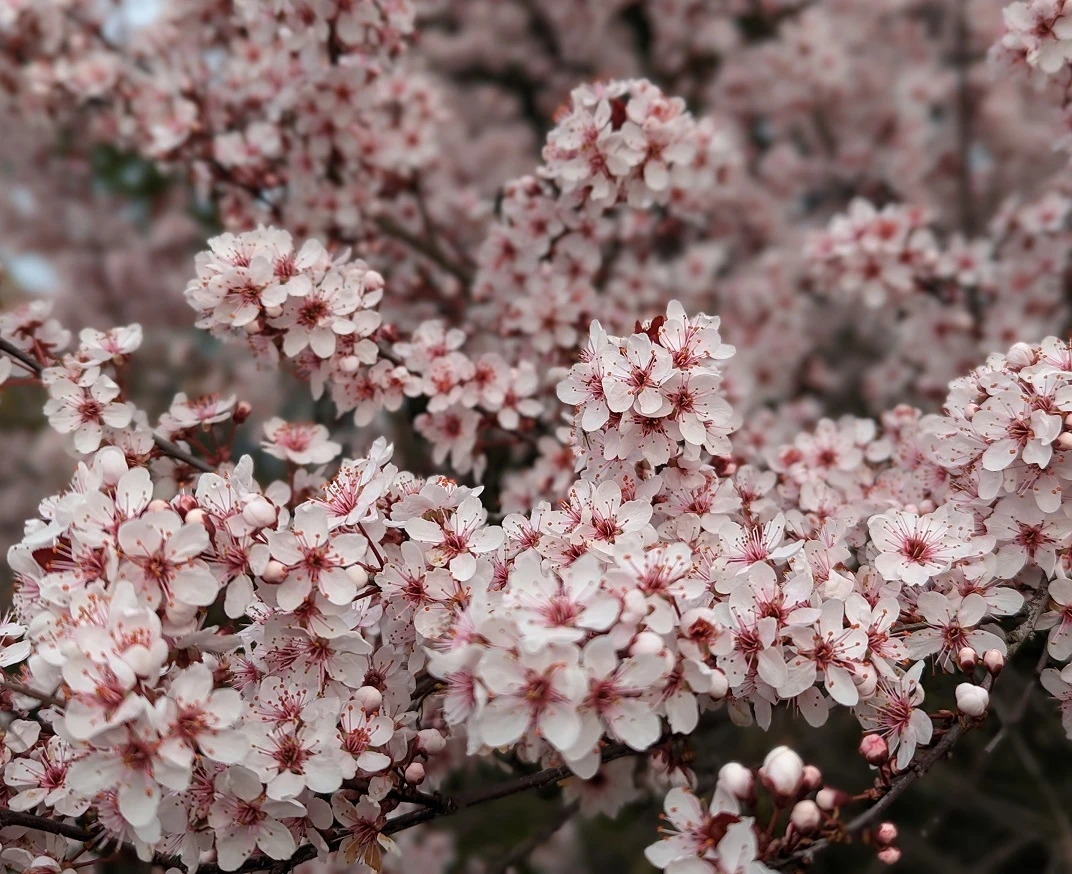 Zwergblutpflaume Prunus Cistena 3 Zwergblutpflaume Prunus Cistena