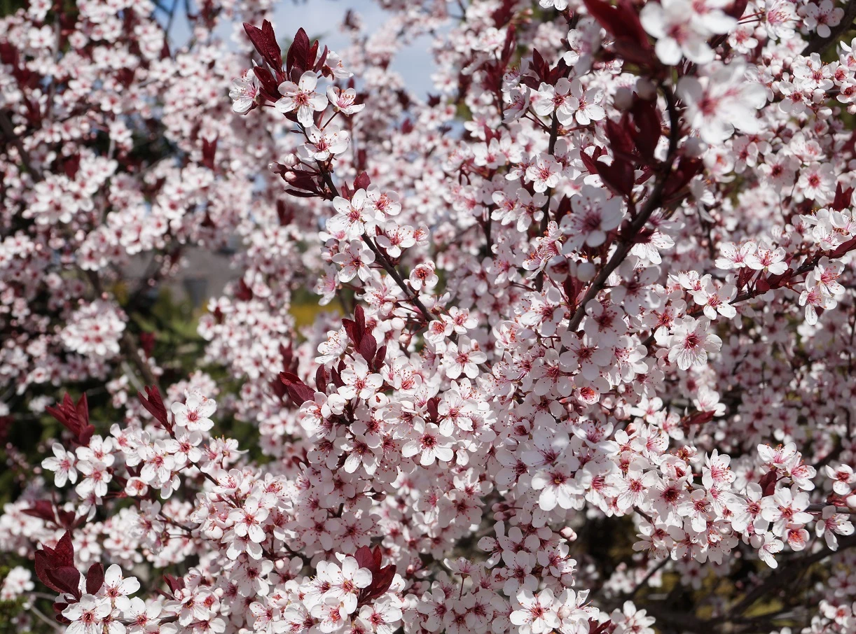 Zwergblutpflaume Prunus Cistena 5 Zwergblutpflaume Prunus Cistena – Bild 3