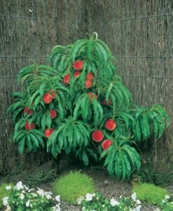 Zwergpfirsich `Amber® Pix ZeeⓈ´ Prunus Persica -Pflanzen Verkauf Zwergpfirsich Pixi1