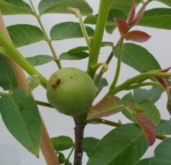 Zwerg-Walnuss Juglans Regia Var. Fertilis -Pflanzen Verkauf Zwergwalnuss1