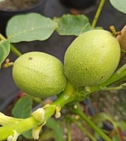 Zwerg-Walnuss Juglans Regia Var. Fertilis -Pflanzen Verkauf Zwergwalnuss3