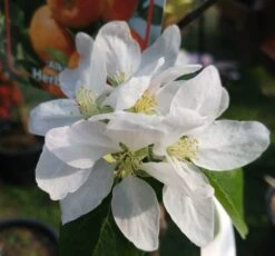 Alkmene Malus Domestica 11 Alkmene Malus Domestica -Pflanzen Verkauf almene